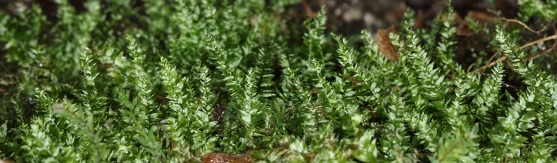 Plagiothecium laetum